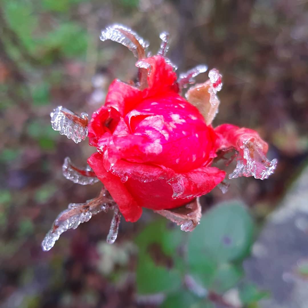 This morning frost and mist... (1)